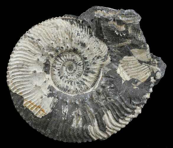 Wide Kosmoceras Ammonite - England #60294